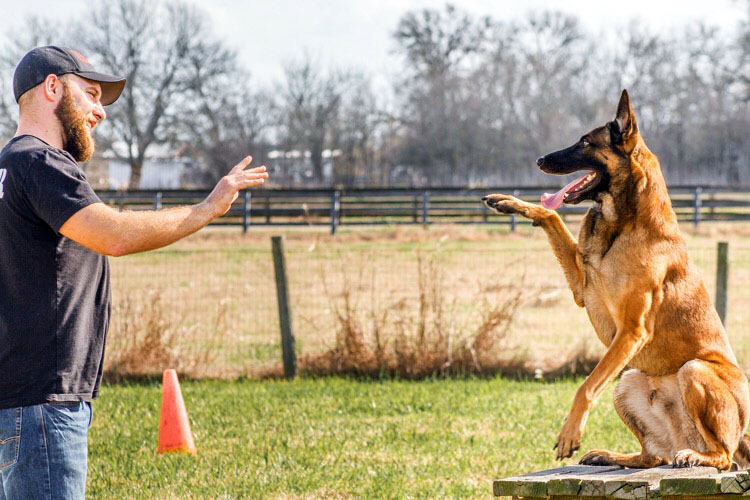 Balance in Dog Training
